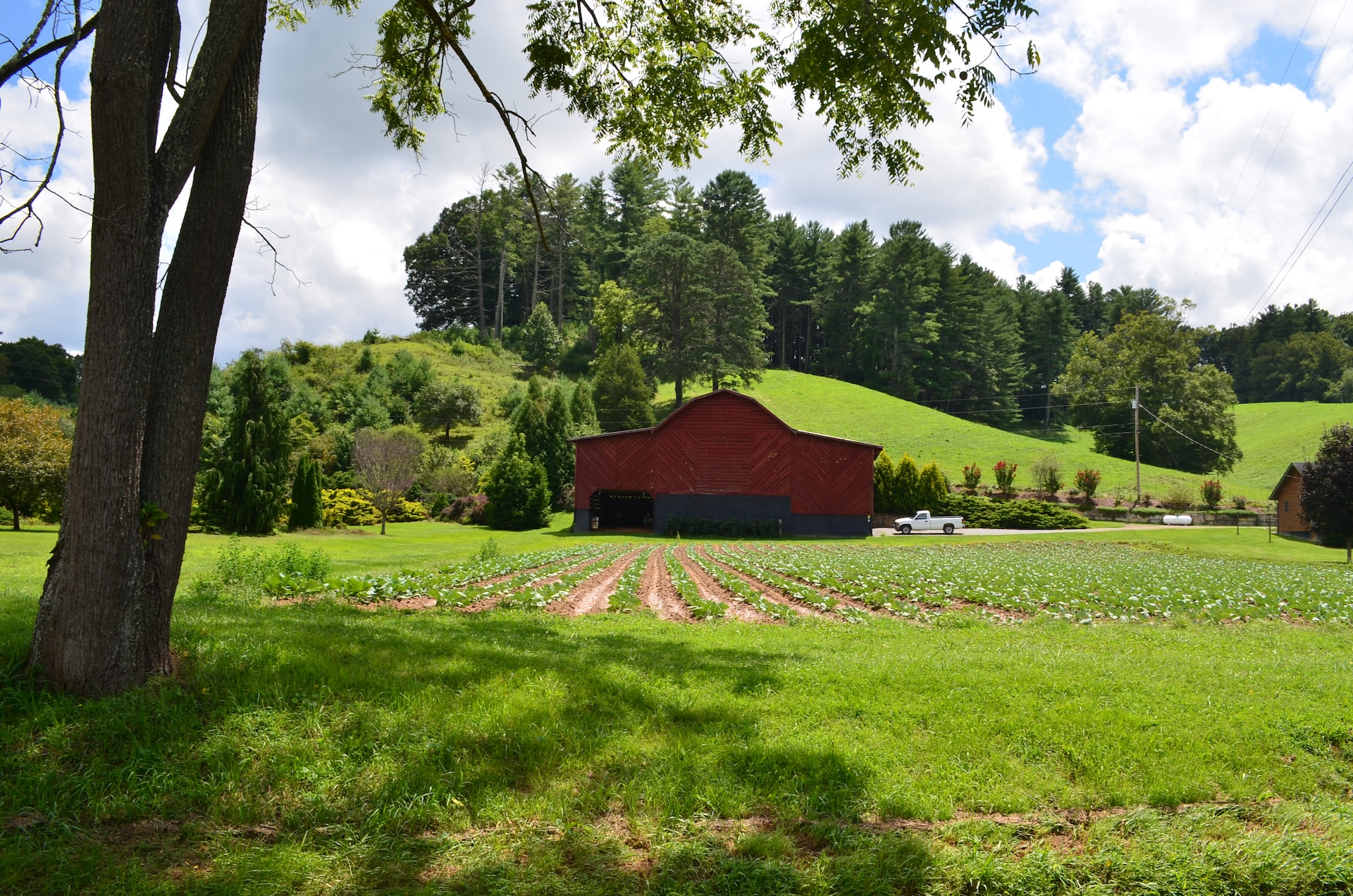 BarnAndFarmWithCrops