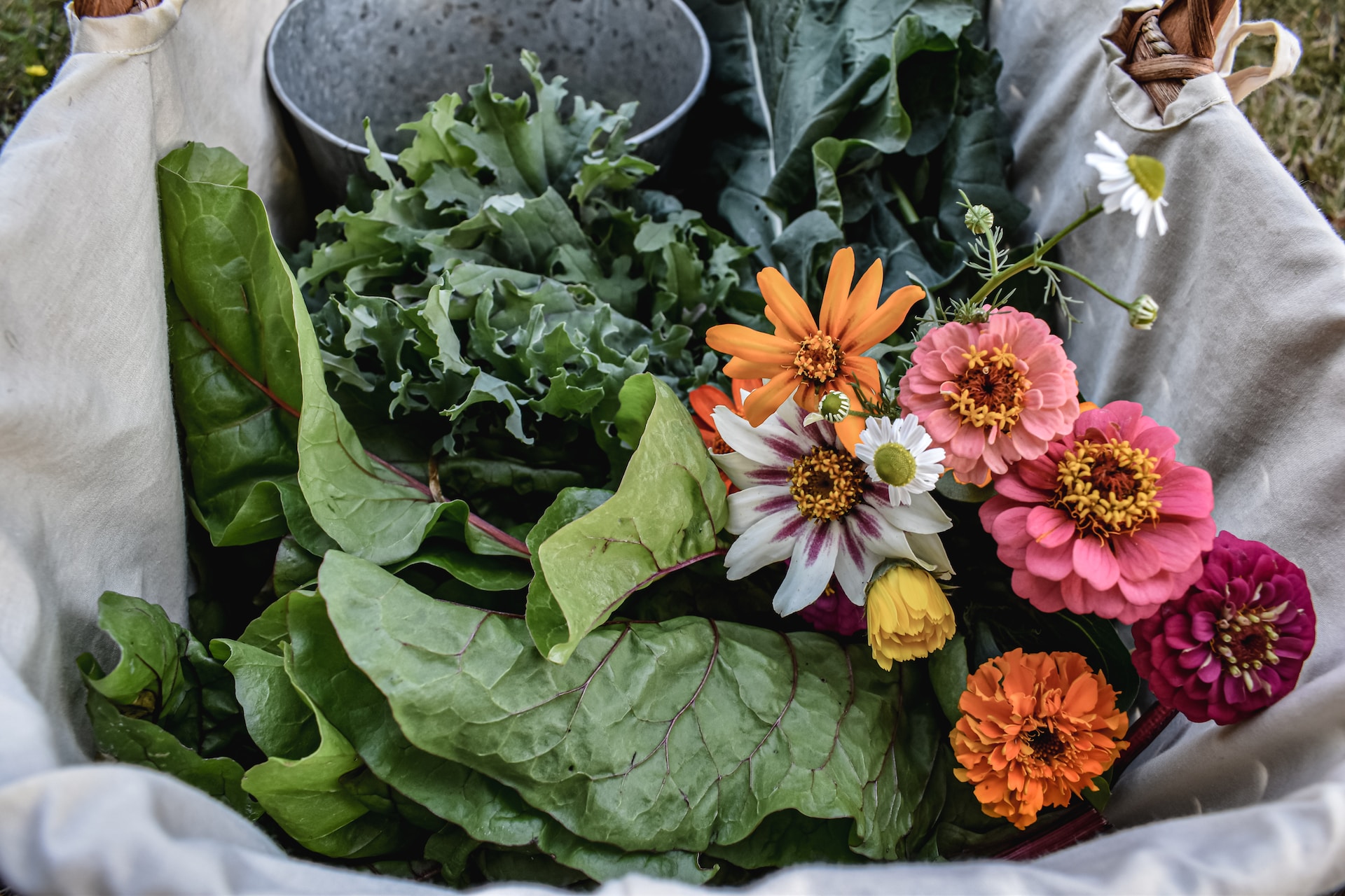 HarvestBasket