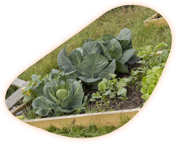 Leafy greens in planter