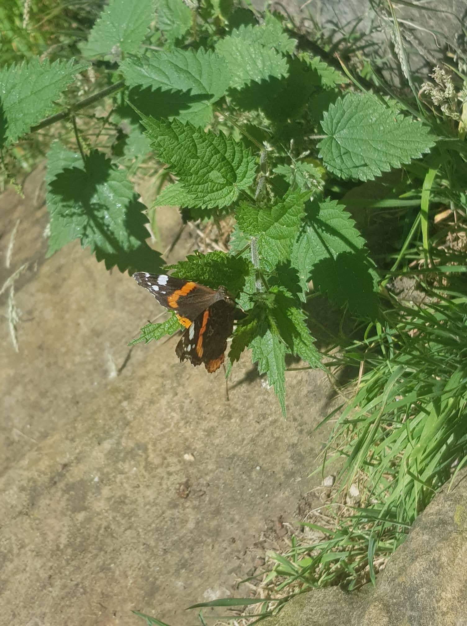 Sara took a photo of a butterfly on some nettles and saw there was an oppertunity to take a photo of the buterfly as they aren't easy to photograph. The butterfly is black and red and beautiful.