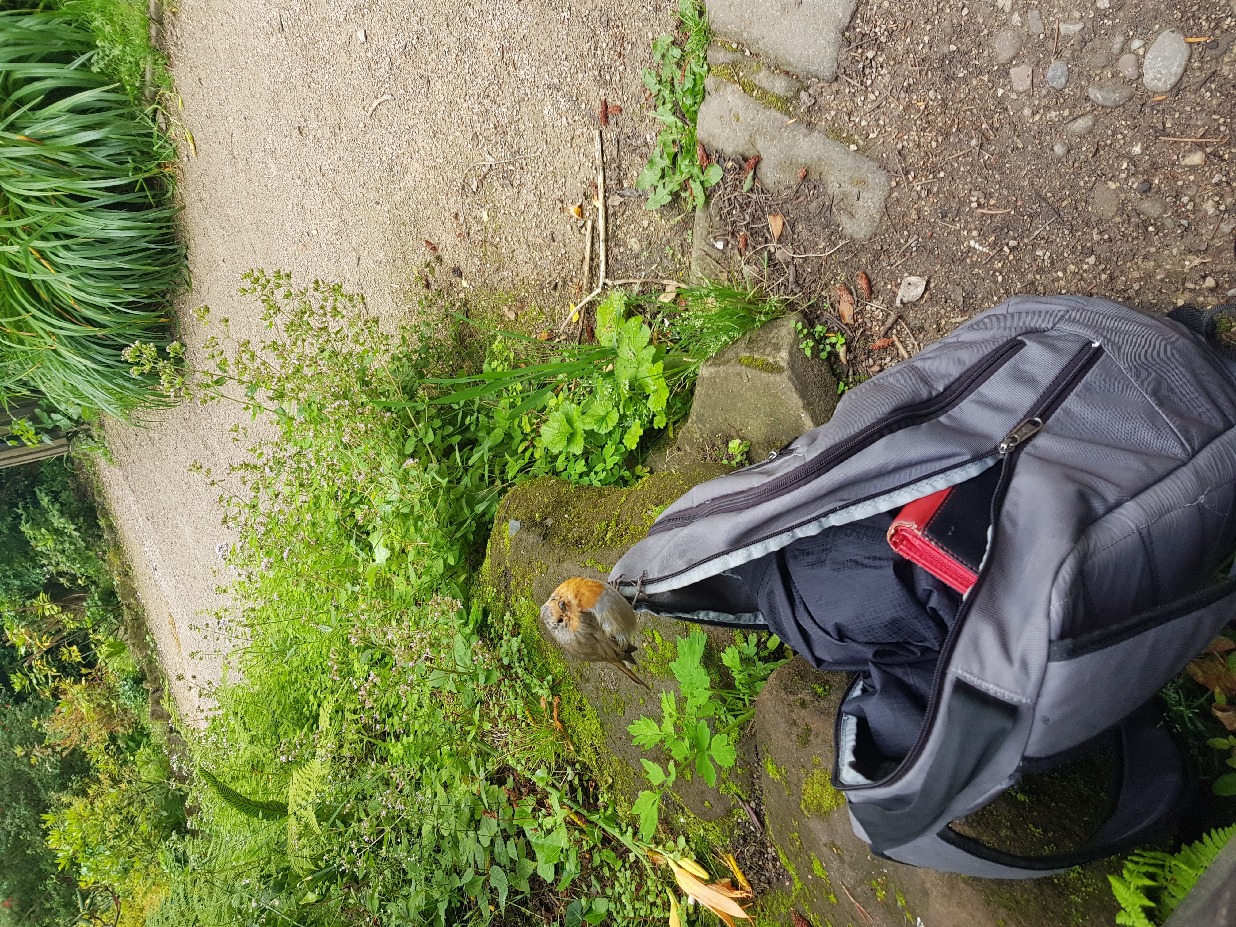 Sara was in amusement still and took a photo of the robin chilling on Sara's Rucksack and had fun.